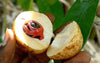 Nutmeg - Myristica fragrans