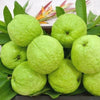 Allahabad Safeda Guava - The White Jewel of Indian Orchards