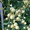 White Longan Live Plant - Dimocarpus longan