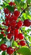 Acerola Cherry Fruit - The Ruby of the Tropics