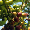 Amazon Tree Grape Fruit Plant
