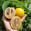 Abiu Fruit - Golden Delight of the Amazon