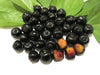 Guamirim  Live Plant - A Premium Rare Fruit Tree with Naturally Sweet, Non-Acidic Flavor