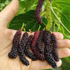 Long Mulberry – Morus alba