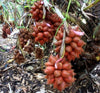 Pondoh Salak Live Plants - Salacca zalacca