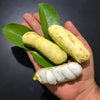 Guama Ice Cream Bean - A Shade-Giving Evergreen with Sweet, Vanilla-Scented Fruits