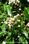 White Lilly Pilly – Syzygium cerasiforme