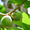 Green Sapote Fruit Plant -  Pouteria viridis