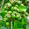 Grape Guava Live Plant