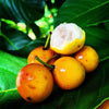 Cherry Mangosteen -  The Tangy-Sweet Jewel of the Tropics