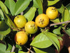 Yellow Strawberry Guava Live Plant