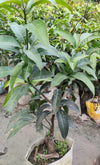 Catimon Mango Live Plant - A Tropical Marvel That Sweetens Every Season