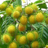 E35 Rambutan (Yellow) Live Plant