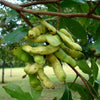 Guama Ice Cream Bean - A Shade-Giving Evergreen with Sweet, Vanilla-Scented Fruits