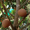 Mamey Sapote Pantine