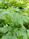 Uzhinja