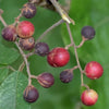 Gulguita Fruit Plant