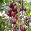Purple Matoa Fruit Plants - Pometia pinnata