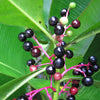 Gondo Fruit Plant