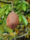 Malabar Chestnut – Pachira aquatica