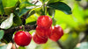 Acerola Cherry Fruit - The Ruby of the Tropics