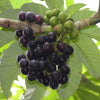 Amazon Tree Grape Fruit Plant