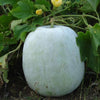 Ash Gourd