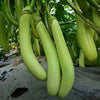 Light Green Long Brinjal
