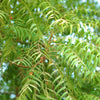 Neem