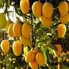 Amrapali Mango - The Golden Jewel of Indian Gardens