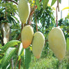 Catimon Mango Live Plant - A Tropical Marvel That Sweetens Every Season
