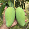 Catimon Mango Live Plant - A Tropical Marvel That Sweetens Every Season