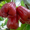 Malaysian Chamba Water Apple  - Syzygium samarangense – Malaysian Chamba Variety