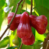 Malaysian Chamba Water Apple  - Syzygium samarangense – Malaysian Chamba Variety