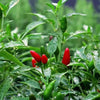 Green Bird's Eye Chilli