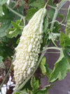 White Long Bitter Gourd