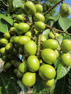 Green Matoa Fruit Plant