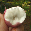 Cocoplum Fruit Plant ( Paradise Plum )— A Soft-Edged Superfruit from the Tropics