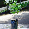 Chikku Sapote Fruit Plant