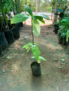 Cocoa Fruit Plant - A Tree That Brings Chocolate to Life