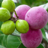 Cocoplum Fruit Plant ( Paradise Plum )— A Soft-Edged Superfruit from the Tropics