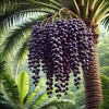 Acai Berry Fruit - The Jewel of the Amazon Rainforest