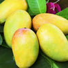 Dasheri Mango Fruit Plant