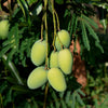 Dasheri Mango Fruit Plant