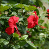 Hibiscus