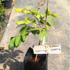 White Longan Live Plant - Dimocarpus longan