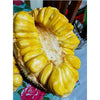 EVIARC The Sweetest Jackfruit Plant
