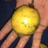Garcinia Amazonica Fruit Plant