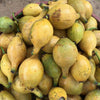 Garcinia Amazonica Fruit Plant