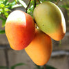 Amrapali Mango - The Golden Jewel of Indian Gardens